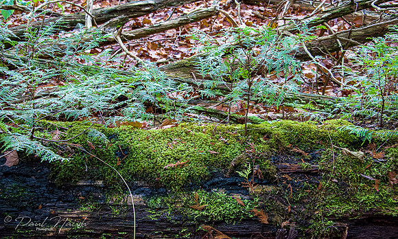 Seton Trail - South from Whitevale