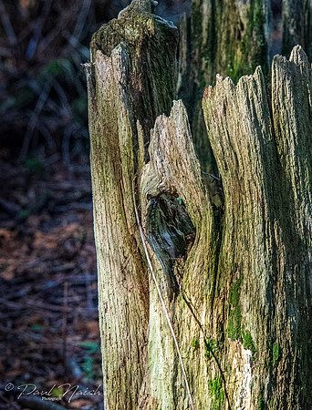 Seton Trail - South from Whitevale