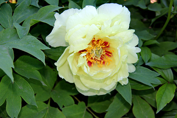 Yellow Japanese Tree Peony