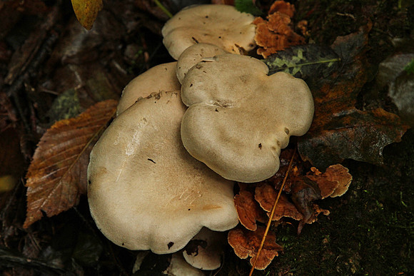 Hollidge Tract Oct 5/21