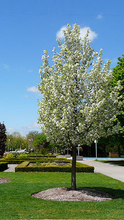 Toronto Islands