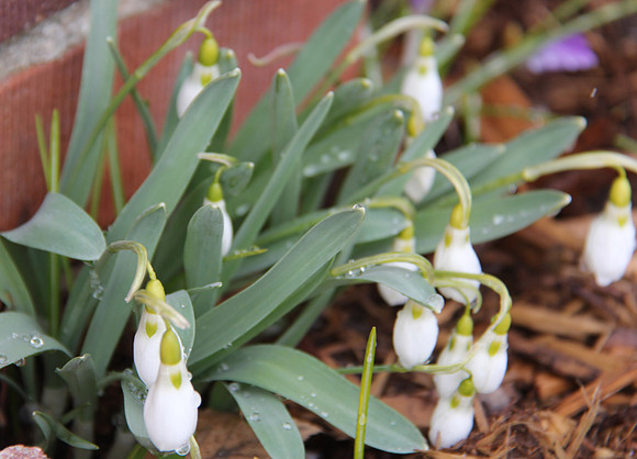 Snowdrop in bloom