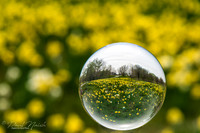 Daffodils
