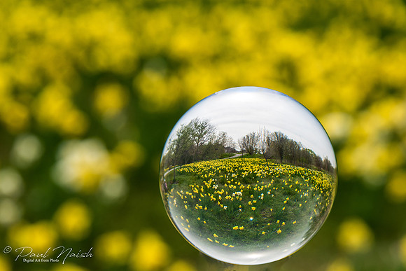 Daffodils