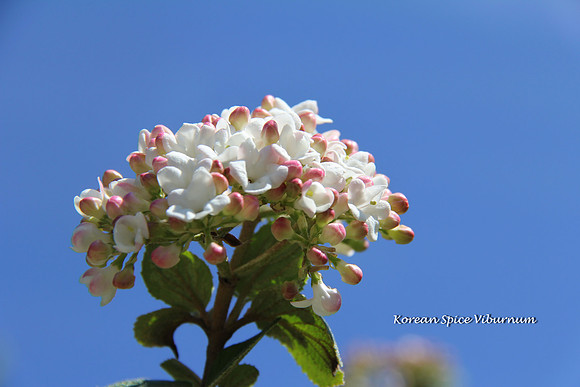 Korean Spice Viburnum