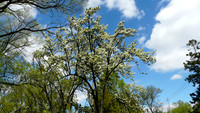 Toronto Islands