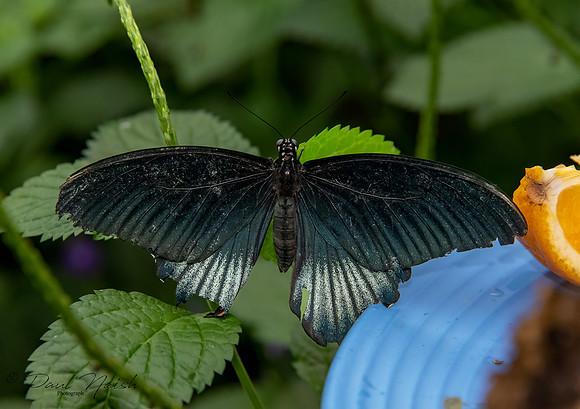 Great Mormon Butterfly