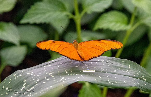 Julia Butterfly