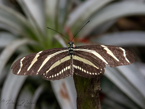 Zebra Longwing Butterfly