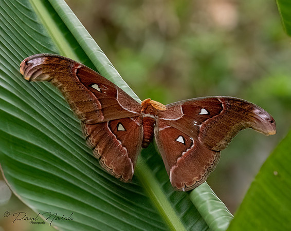 Atlas Moth