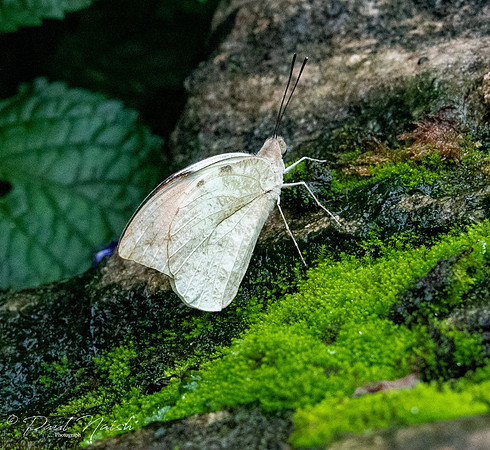Psyche Butterfly