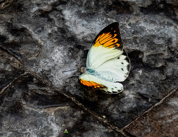Great Orange Tip Butterfly