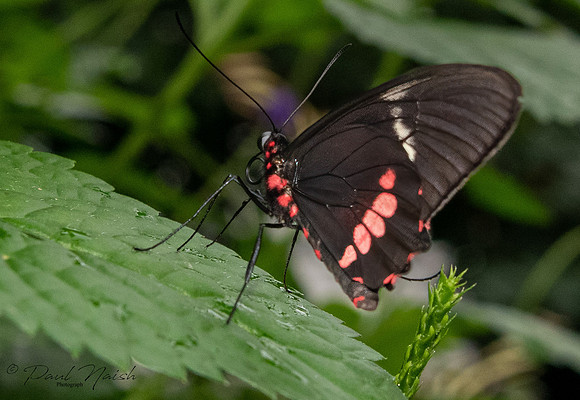 Ruby-Spotted Swallowtail