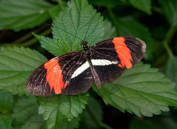 Red Postman Butterfly