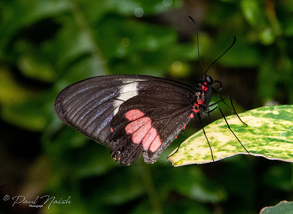 Pink Cattleheart Butterfly