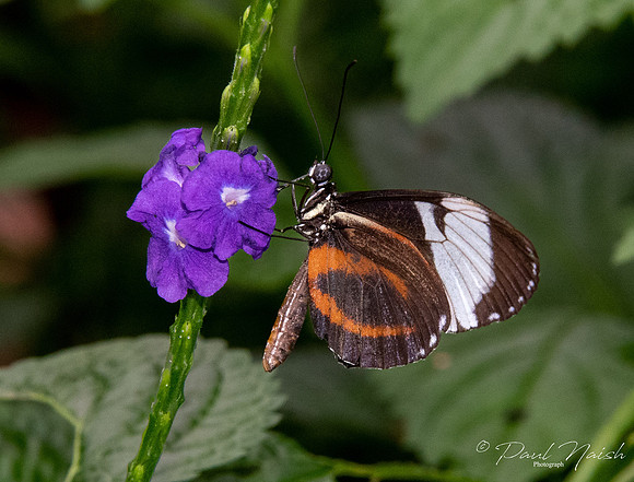 Cydno Longwing