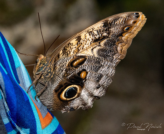 Owl butterfly on Brenda