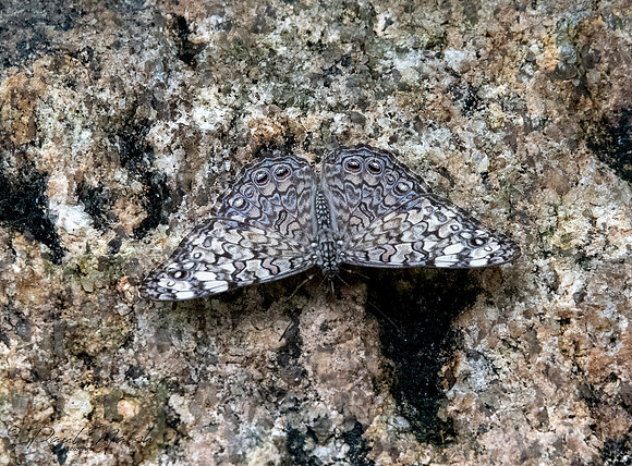Gray Cracker