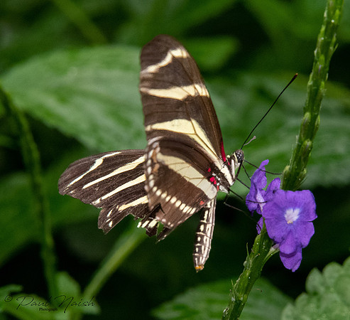 Zebra Longwing Butterfly