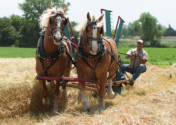 Wheat cutting, early days.