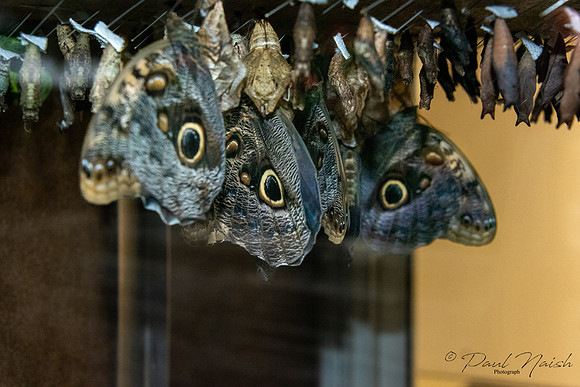 Owl butterfly (emerging)