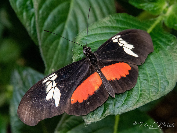 Mexican Longwing Butterfly