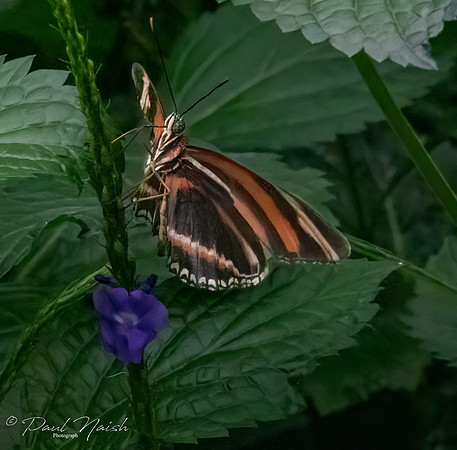 Orange Tiger Butterfly