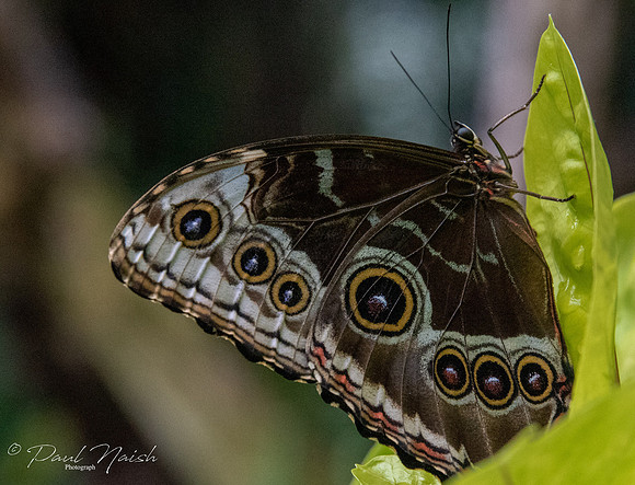 Blue Morpho  Butterfly ( brown underside with eye spots)