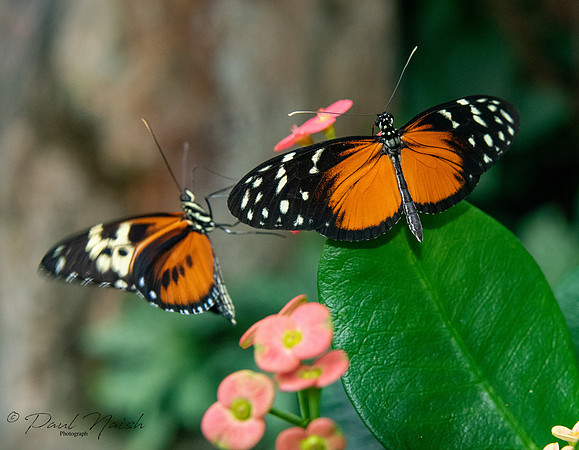Tiger Longwing Butterfly