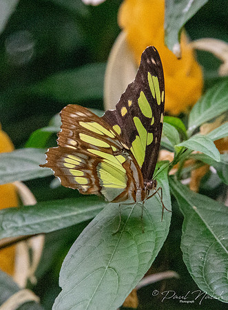 Malachite Butterfly