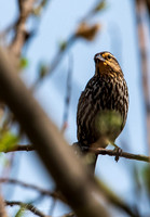 Female Red Winged Blackbird