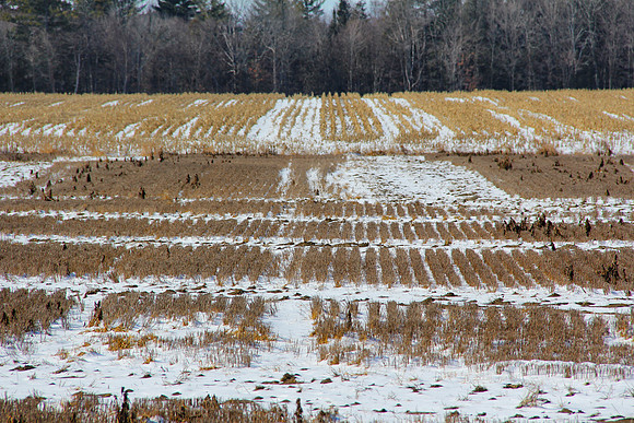 Winter Stubble