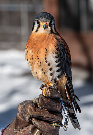 American kestrel
