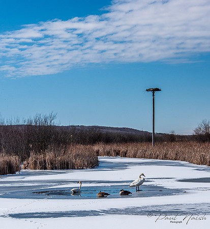Wye Marsh