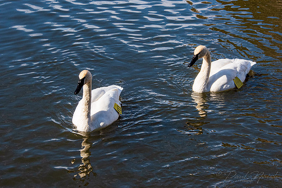 Wye Marsh
