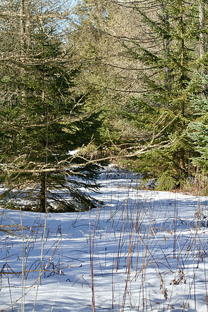 Drysdale Woods Mar 12/2021