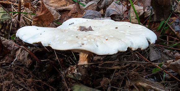 Cloud Funnel (Clitocybe nebularis)