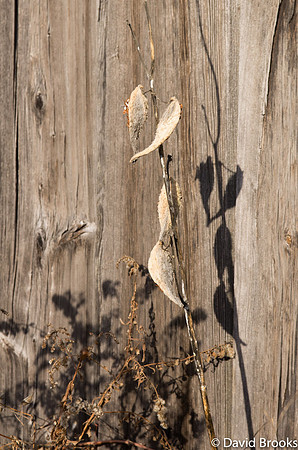 pods and shadow