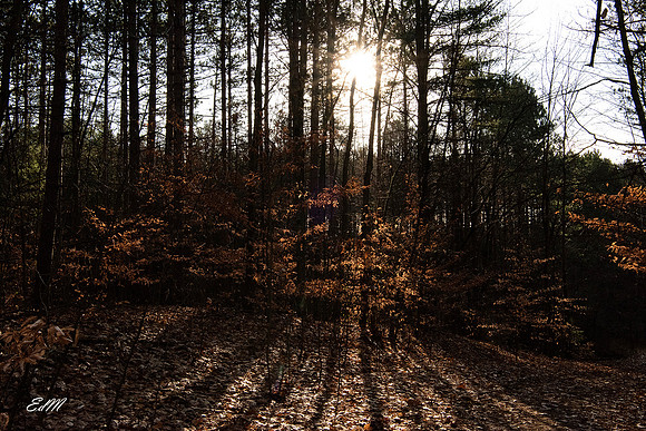 Shadows in the Forest