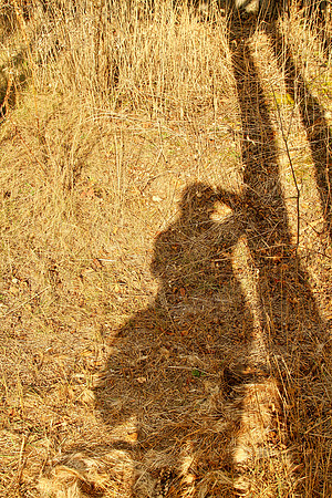 My Shadow in the Forest