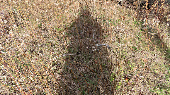 The Shadow Creature of Walker Woods