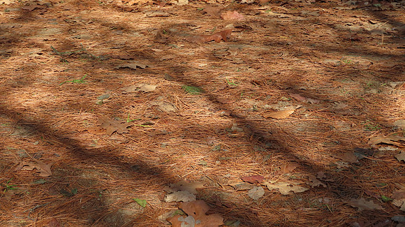 Shadows on the Forest Floor