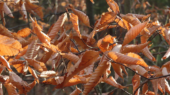 Shadows on Beech