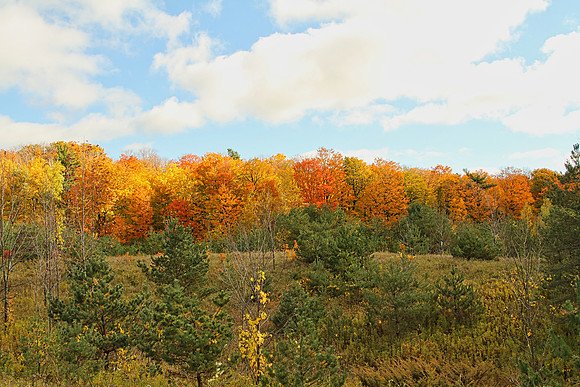 Purple Woods Conservation Area Oct 13/2020