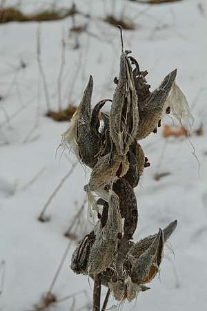 Uxbridge Trail (beside Rona) Dec 22/2020