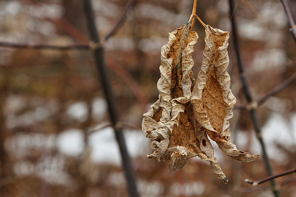 Uxbridge Trail (beside Rona) Dec 22/2020
