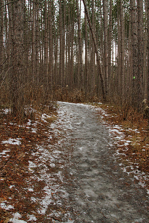 Uxbridge Trail (beside Rona) Dec 22/2020