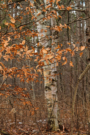 Uxbridge Trail (beside Rona) Dec 22/2020
