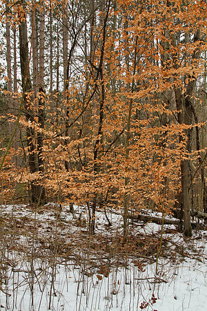 Uxbridge Trail (beside Rona) Dec 22/2020
