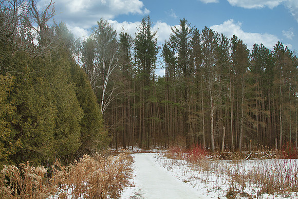 Uxbridge Trail (beside Rona) Dec 22/2020